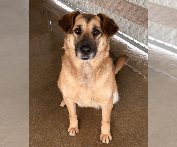Medium Photo #2 German Shepherd Dog-Unknown Mix Puppy For Sale in Sistersville, WV, USA