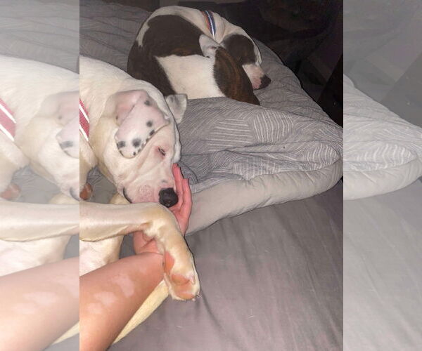 Medium Photo #46 Boxer-Unknown Mix Puppy For Sale in Germantown, OH, USA