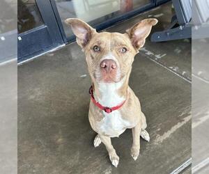 Labrador Retriever-Unknown Mix Dogs for adoption in Denver, CO, USA