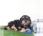 Small #1 Cavapoo (Miniature)