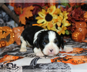 Cavalier King Charles Spaniel Puppy for sale in CHANUTE, KS, USA
