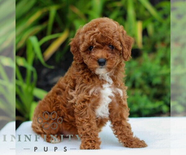Medium Photo #4 Goldendoodle (Miniature) Puppy For Sale in LITITZ, PA, USA