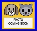 Small American Staffordshire Terrier Mix