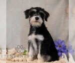 Small #3 Schnauzer (Miniature)