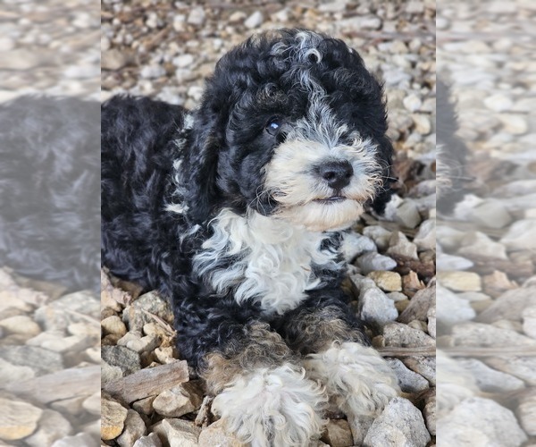 Medium Photo #2 Aussie-Poo-Aussiedoodle Mix Puppy For Sale in TAYLOR, TX, USA