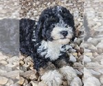Small #1 Aussie-Poo-Aussiedoodle Mix