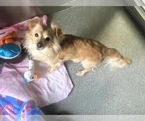 Papillon-Unknown Mix Dogs for adoption in Orange, CA, USA