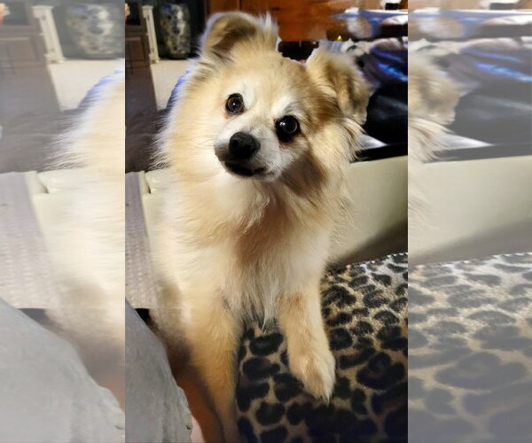 Medium Photo #2 Pomeranian Puppy For Sale in St. Louis Park, MN, USA