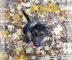 German Shepherd Dog Puppy for sale in SPENCERVILLE, IN, USA