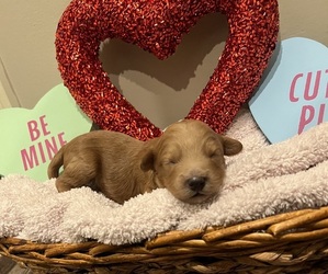 Cavapoo Puppy for sale in BIGGERS, AR, USA