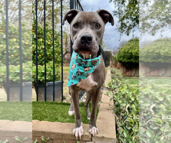 Medium Photo #12 American Pit Bull Terrier-Unknown Mix Puppy For Sale in Redlands, CA, USA