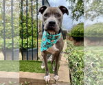 Small #11 American Pit Bull Terrier Mix