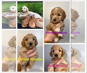 Goldendoodle (Miniature) Puppy for sale in IDAHO FALLS, ID, USA