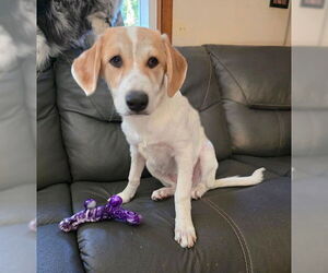 Labrenees Dogs for adoption in Genesee, WI, USA