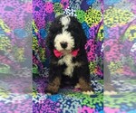 Small Bernedoodle