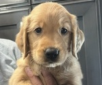 Litter of 10 - Male(s) and Female(s) Golden RetrieverLitter of Puppies for Sale - Photo #14