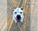 Small #9 American Staffordshire Terrier