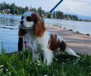 Cavalier King Charles Spaniel Puppy for sale in BONNEY LAKE, WA, USA
