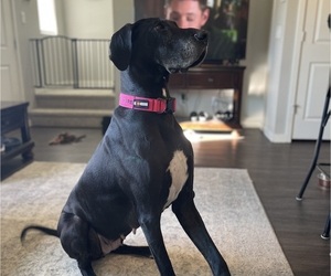 Mother of the Great Dane-Labrador Retriever Mix puppies born on 04/14/2025