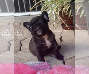French Bulldog Puppy for sale in FLORAL CITY, FL, USA
