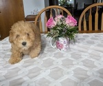Small #4 Poodle (Miniature)