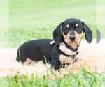 Small #2 Dachshund