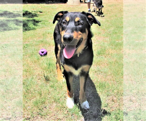 Medium Photo #5 Siberian Husky-Unknown Mix Puppy For Sale in Godley, TX, USA