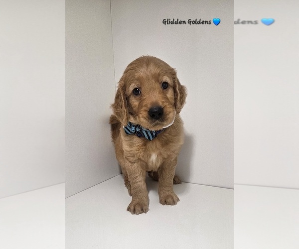 Medium Photo #2 Golden Retriever Puppy For Sale in GOODYEAR, AZ, USA