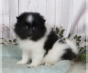 Pomimo Puppy for sale in PENNS CREEK, PA, USA