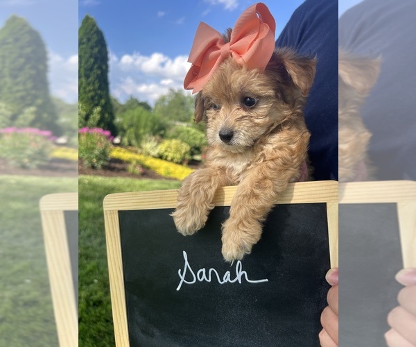 Medium Photo #8 Yo-Chon Puppy For Sale in BELFAST, OH, USA
