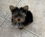 Puppy 1 Yorkshire Terrier