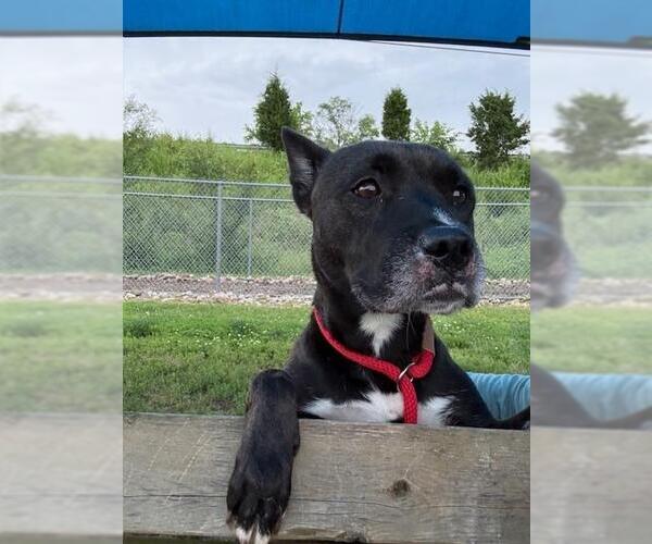 Medium Photo #2 American Pit Bull Terrier-Unknown Mix Puppy For Sale in Louisville, KY, USA