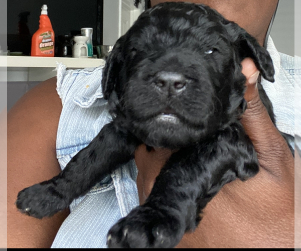 Medium Photo #1 Goldendoodle Puppy For Sale in LADSON, SC, USA