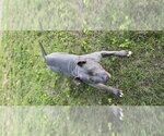 Small #3 Mutt