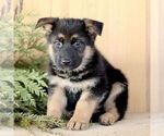 Small #2 German Shepherd Dog