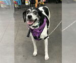 Small Photo #3 Beagle-Mountain Cur Mix Puppy For Sale in Crystal, MN, USA