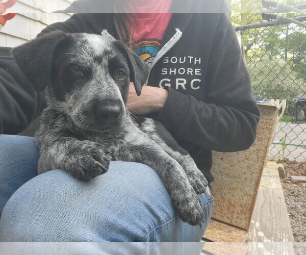 Medium Photo #6 Mutt Puppy For Sale in Garden City, NY, USA