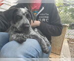 Small #5 Mutt