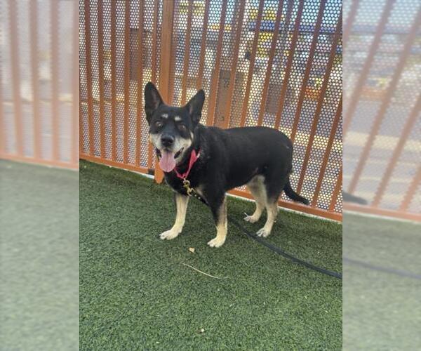 Medium Photo #1 Mutt Puppy For Sale in Las Vegas, NV, USA