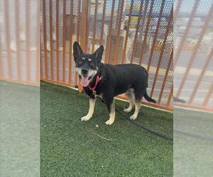 Mutt Dogs for adoption in Las Vegas, NV, USA