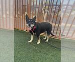 JAZMINE - Female Mutt Dog for Adoption - Small photo