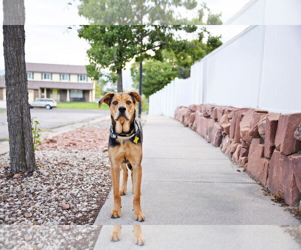 Medium Photo #8 Mutt Puppy For Sale in Sandy, UT, USA