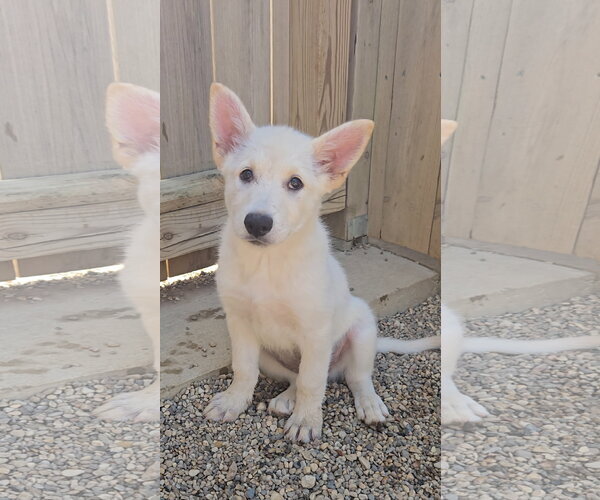 Medium Photo #1 Mutt Puppy For Sale in Estherville, IA, USA
