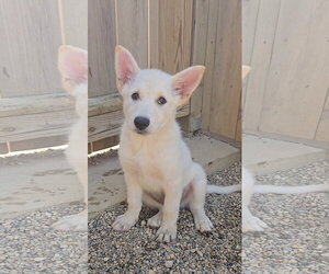 Mutt Dogs for adoption in Estherville, IA, USA