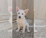 Small Mutt