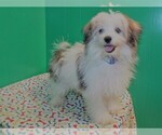 Small Photo #5 Maltipom Puppy For Sale in PATERSON, NJ, USA