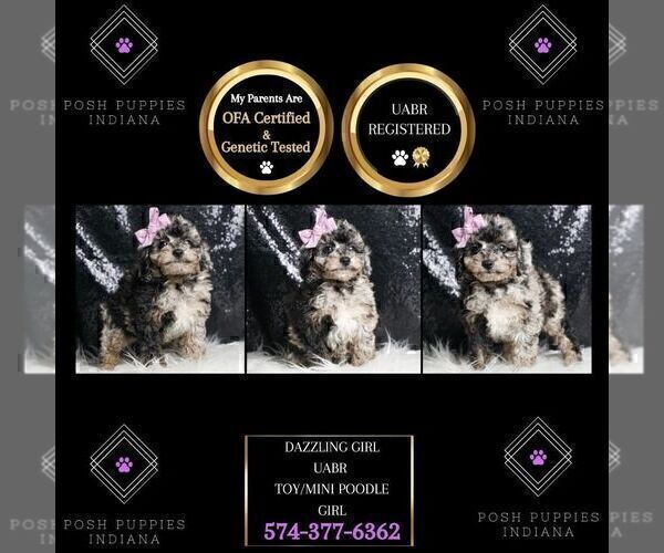 Medium Photo #9 Poodle (Miniature) Puppy For Sale in WARSAW, IN, USA