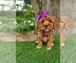 Small #4 Goldendoodle-Poodle (Miniature) Mix
