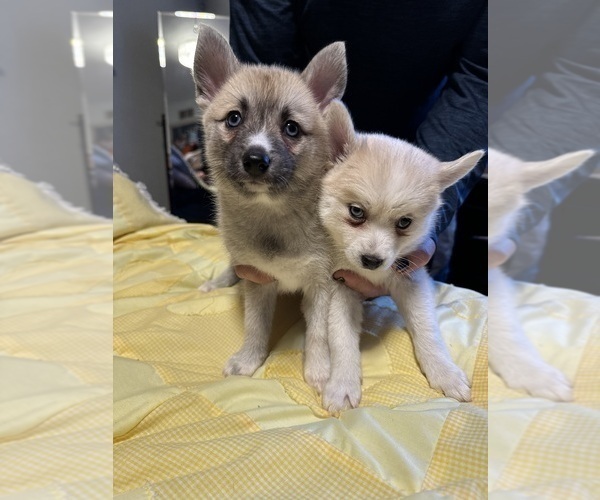 Medium Photo #60 Pomsky Puppy For Sale in LOVELAND, CO, USA