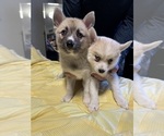 Small #59 Pomsky